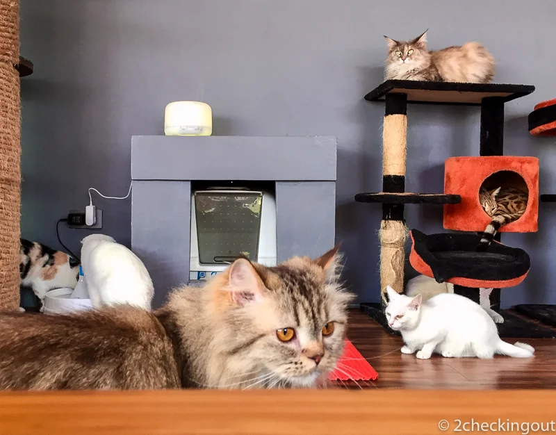 A coffee and cat lovers heaven