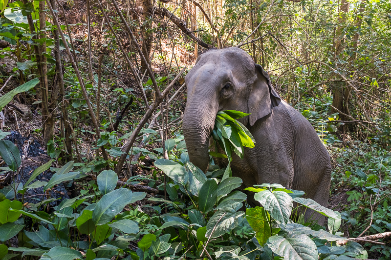 Elephant Love, Journey to Freedom