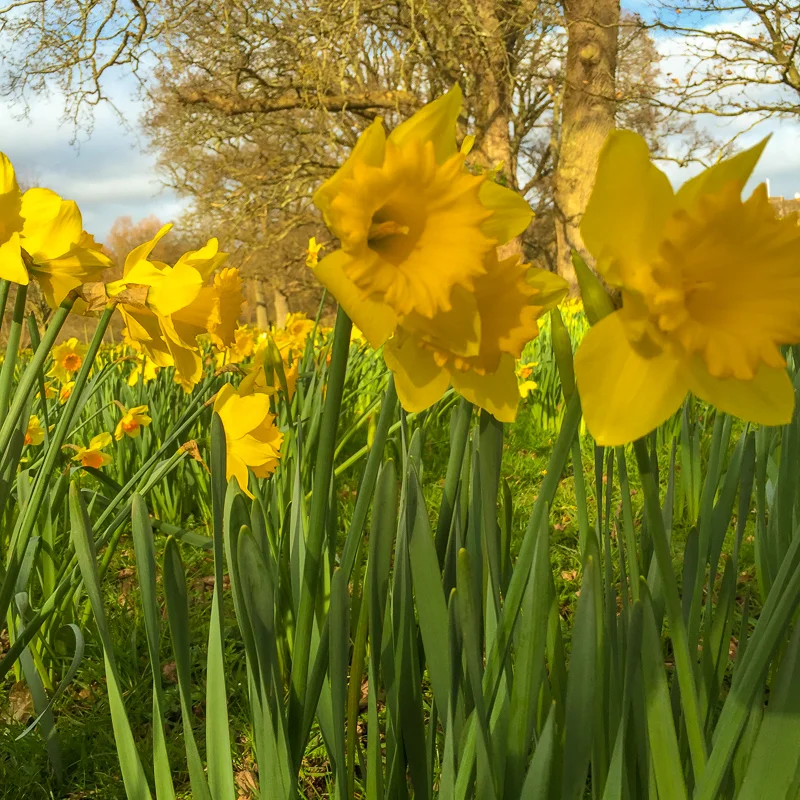 spring_daffodils_england.jpg