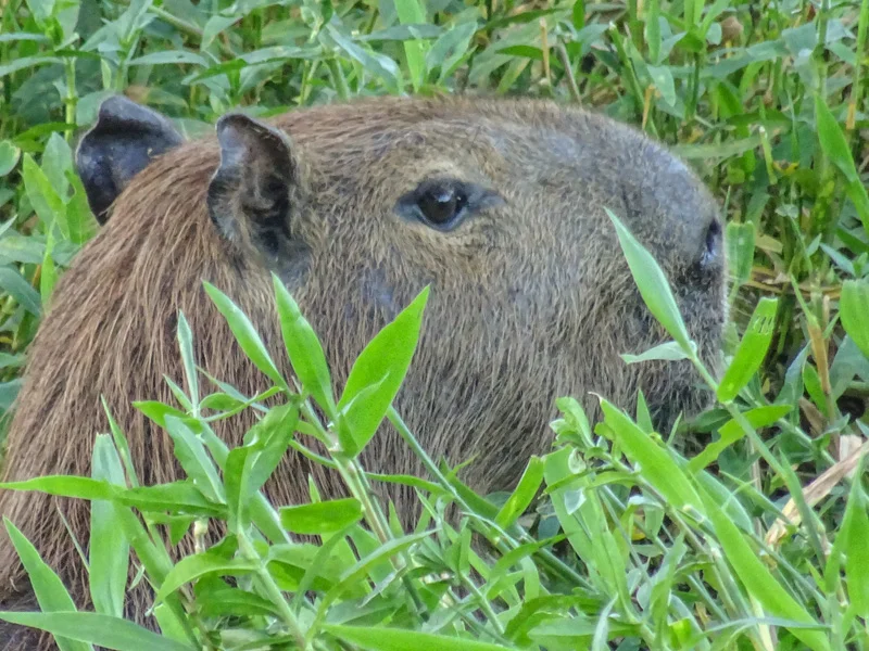 capybara_in_the_grasses.jpg