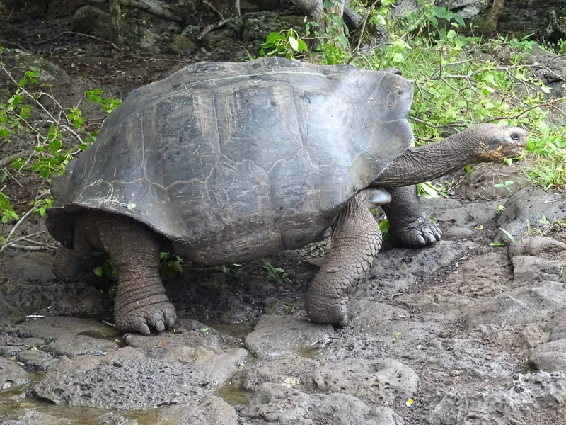 giant_tortise_galapagos_islands.jpg
