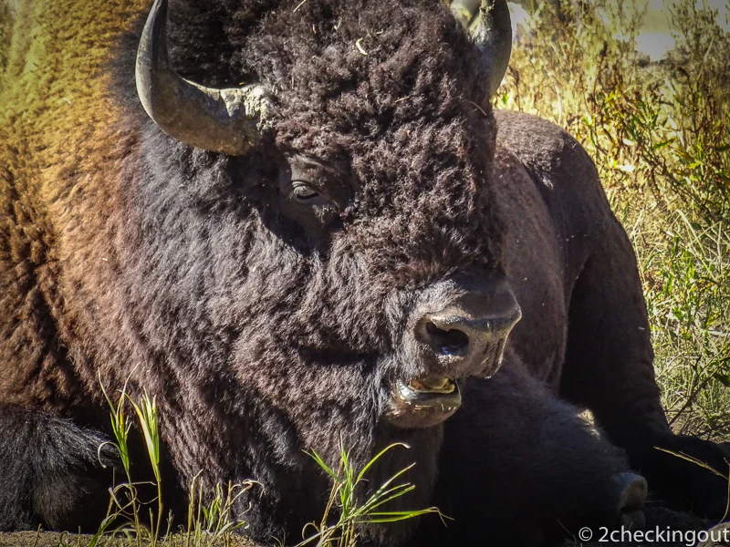 bison_yellowstone_usa.jpg