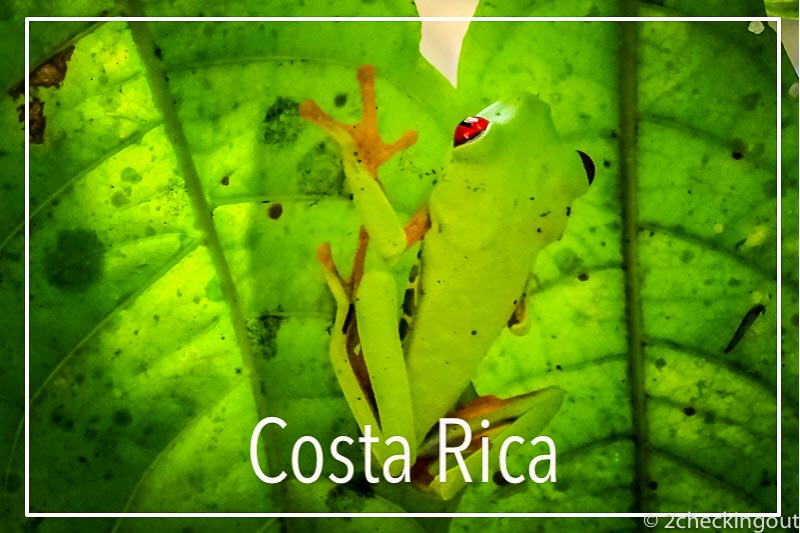 red_eyed_tree_frog_costa_rica