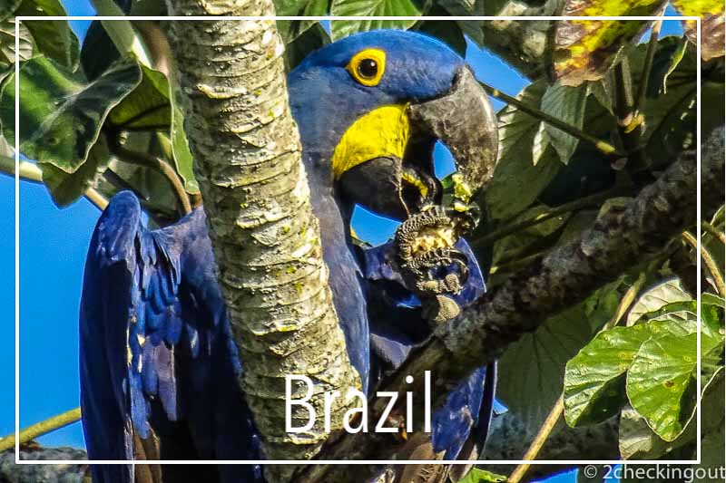  hyacinth_macaw_pantanal_brazil.jpg