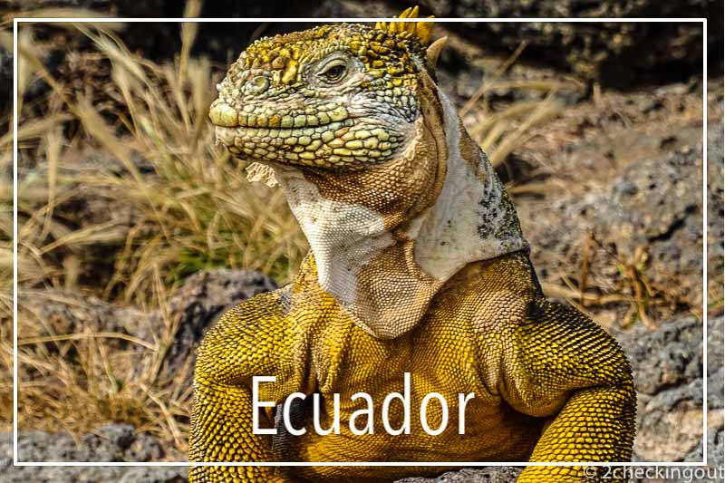 land_iguana_galapagos_islands_ecuador.jpg