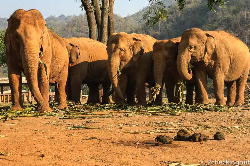 Choosing an ethical elephant experience