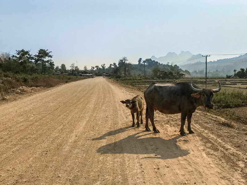 Water buffalo and calf, just another obstacle.
