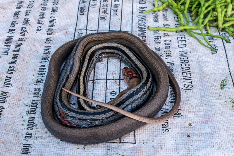 dead_snake_for_sale_at_village_market_laos.jpg