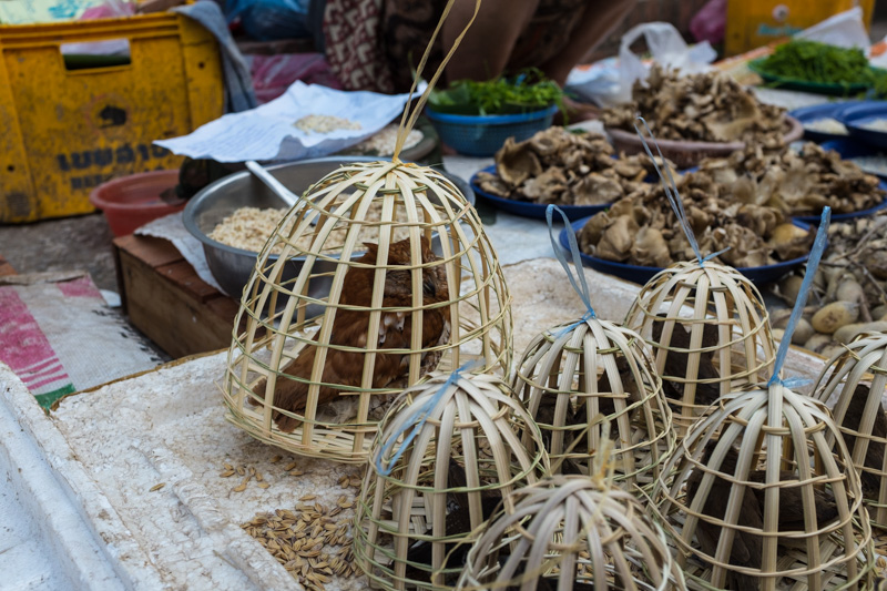 birds_market_luang_prabang.jpg