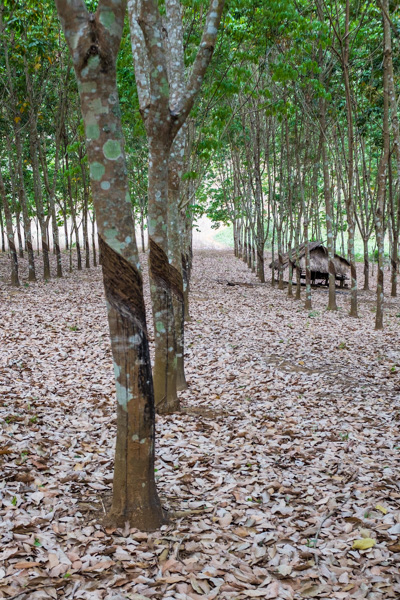 rubber_plantation_luang_prabang.jpg