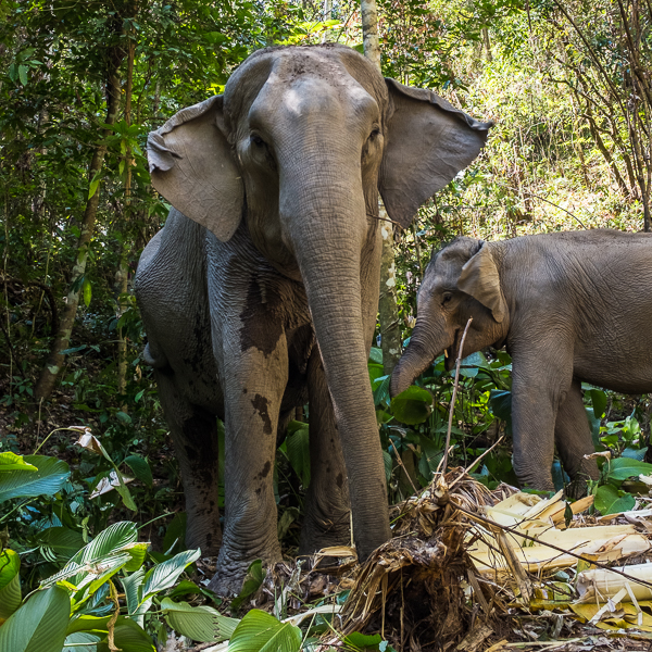 Ethical Elephant Experience