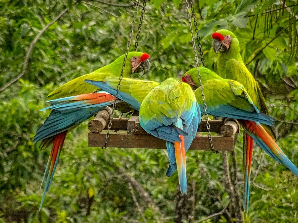 Costa Rica: Animal Magic