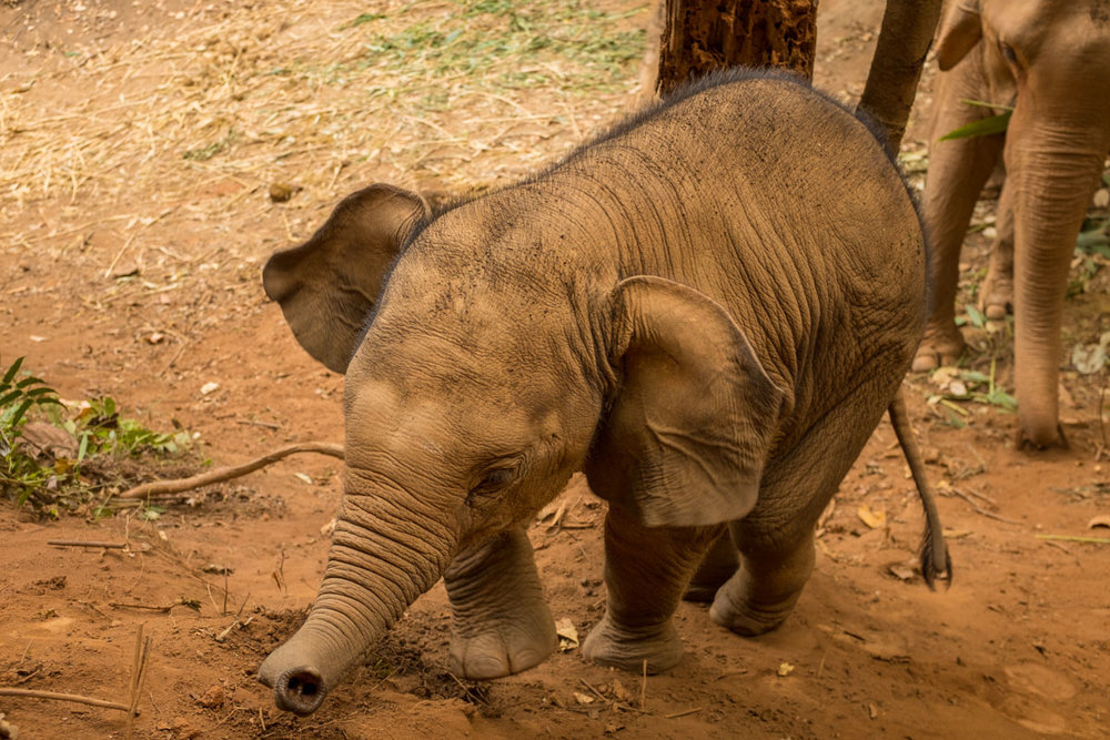 Thailand: Elephant Love