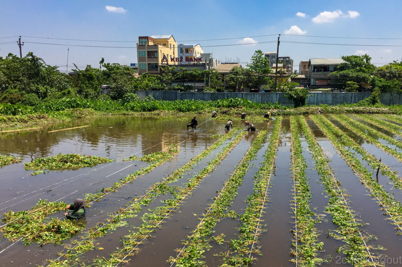 workers_in_watercress_fields_circular_train_yangon_myanmar.jpg.jpg