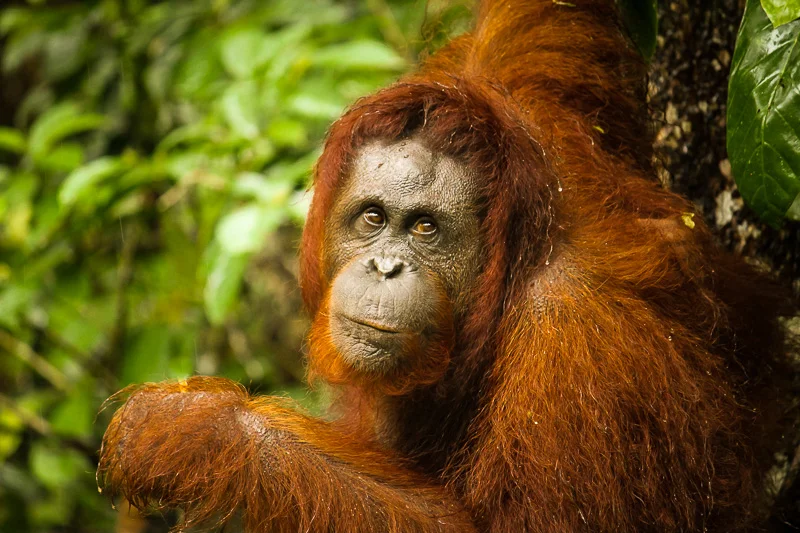 orangutan_borneo_semenoggoh.jpg
