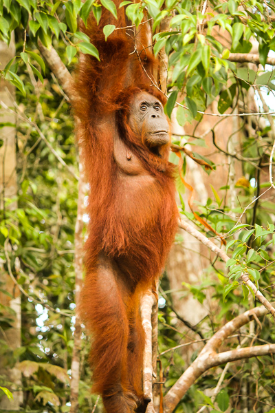 orangutan_semenggoh_wildlife_centre.jpg