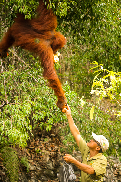 ranger_feeding_orangutan_semenggoh_wildlife_centre.jpg