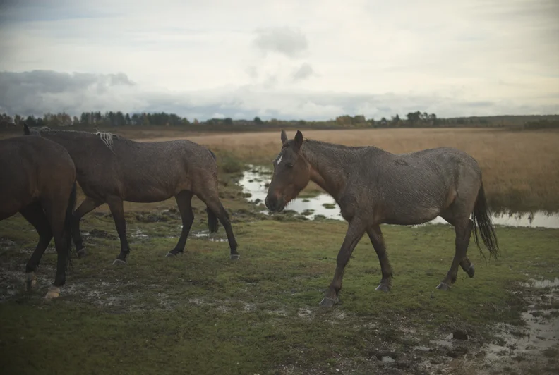smallwildhorses.jpg