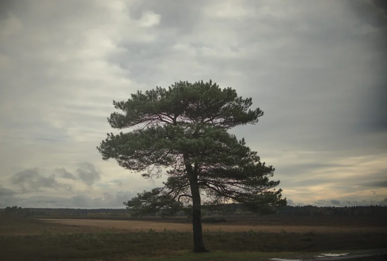 smalltreealone.jpg