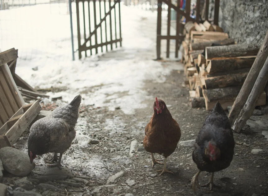 chooks.jpg