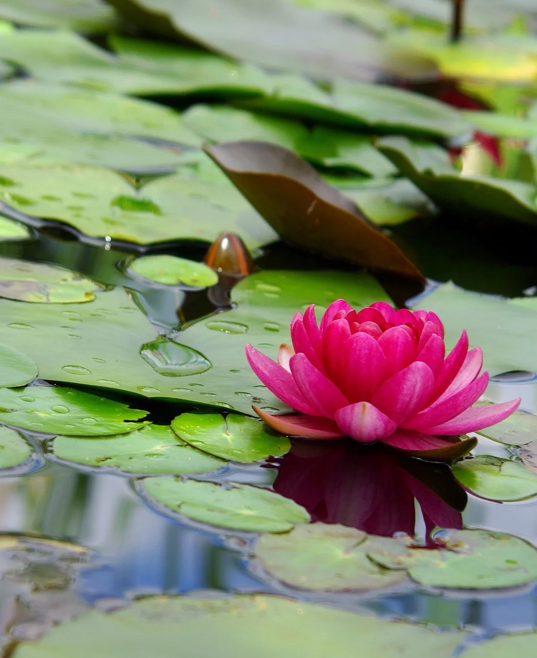 The School of Healing Arts