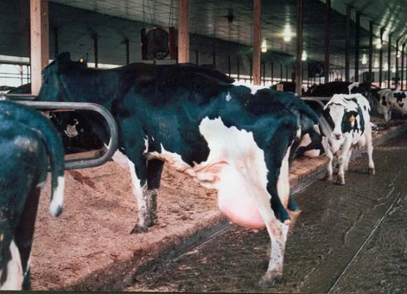 rbgh-cows.jpg