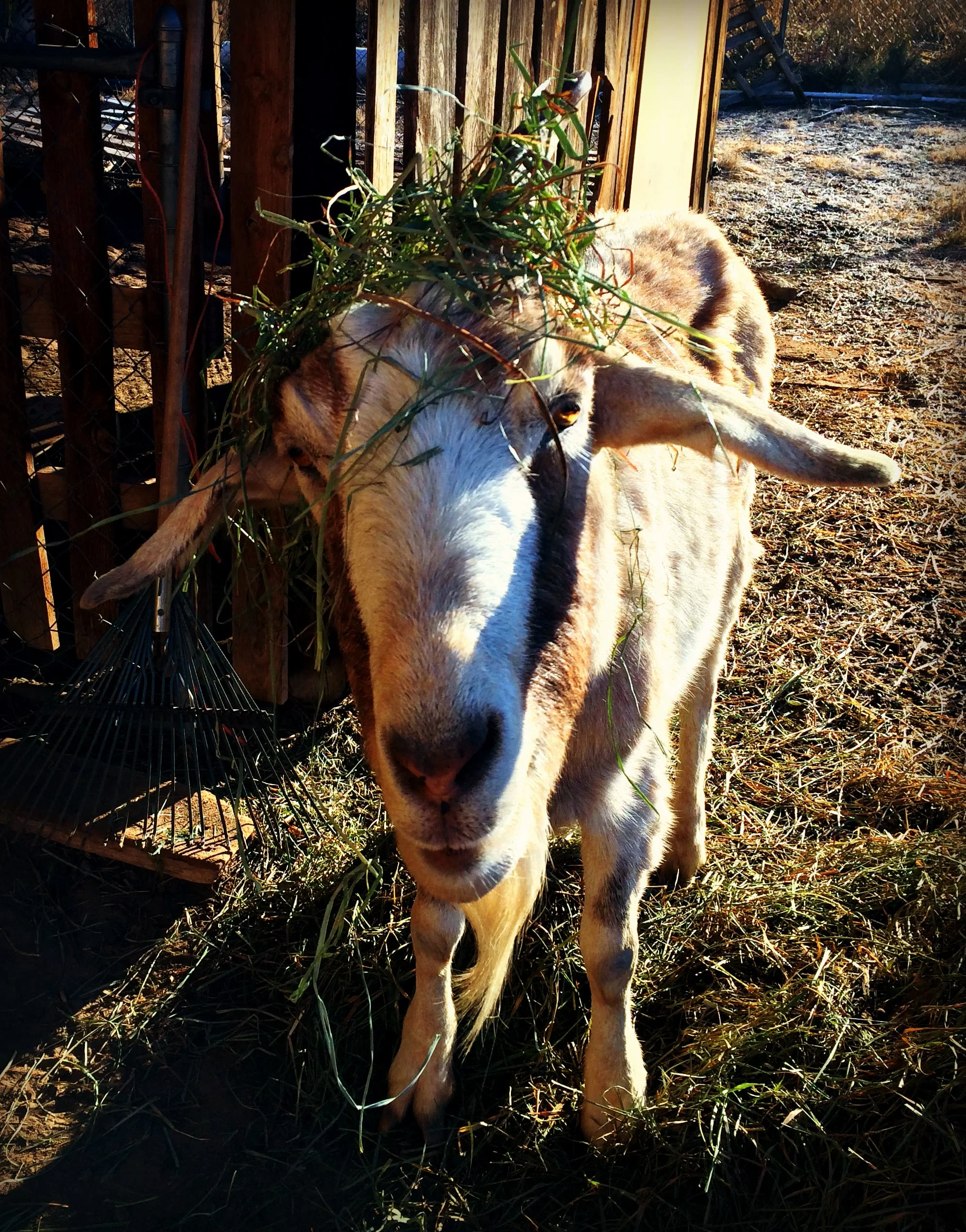 Every morning I wake up and step out into the cold to have breakfast with the goats. They are happy to see me and I am happy to see them. If it is true, laughter is the best medicine, then I have a backyard of wellness. 