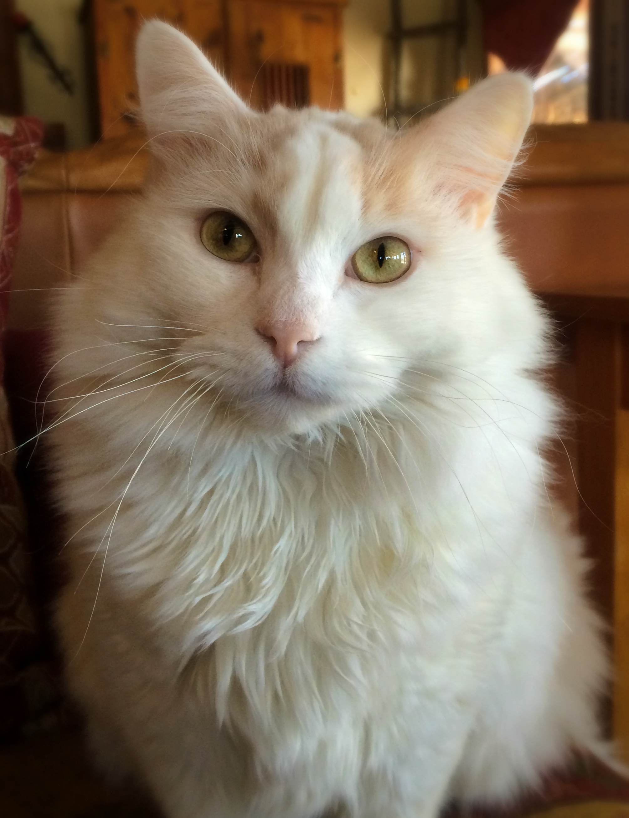 The thing I will remember most about Marley is the way he would stare into your eyes. He did it often and deeply. His purr was heavenly and it came with a cuddle. Marley was love and he loved to be loved. Sitting was Marley's invitation to make you feel special by him crawling into your lap. Tonight my lap is empty but my heart is full of precious memories. I loved Marley and he loved me. 