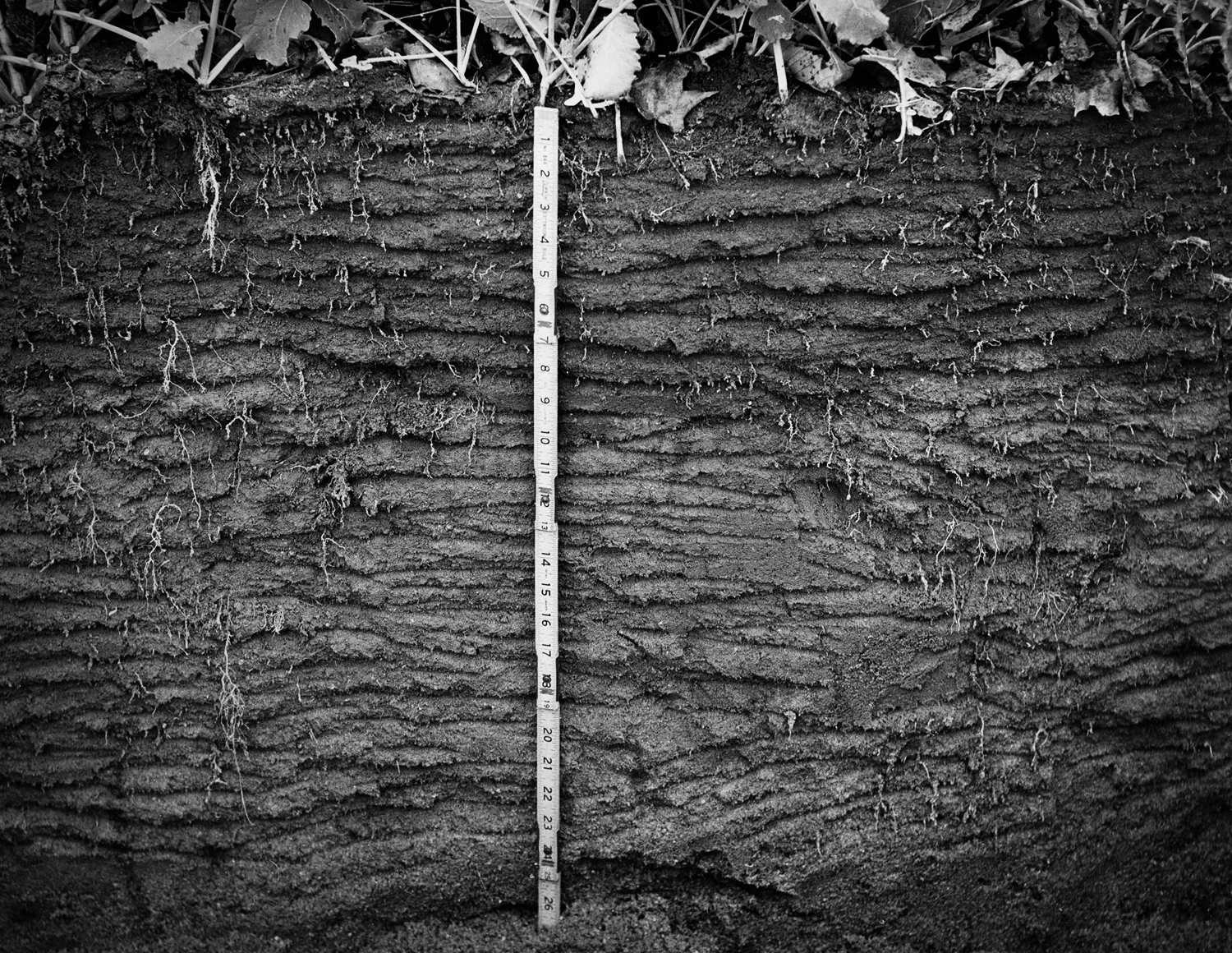 CAES_Root Study_7x9.5_MATT.jpg