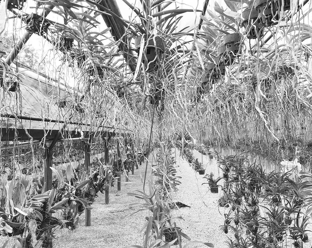 EVER_Orchids_WEB.jpg