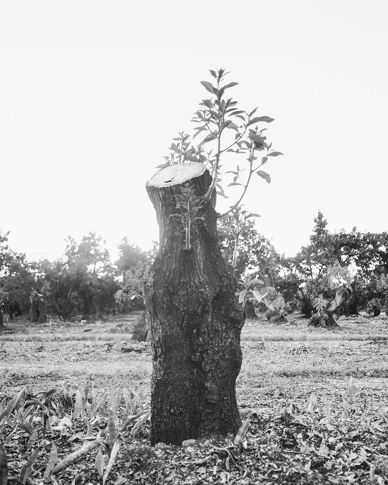 Everglades_Tree_BW_WEB.jpg