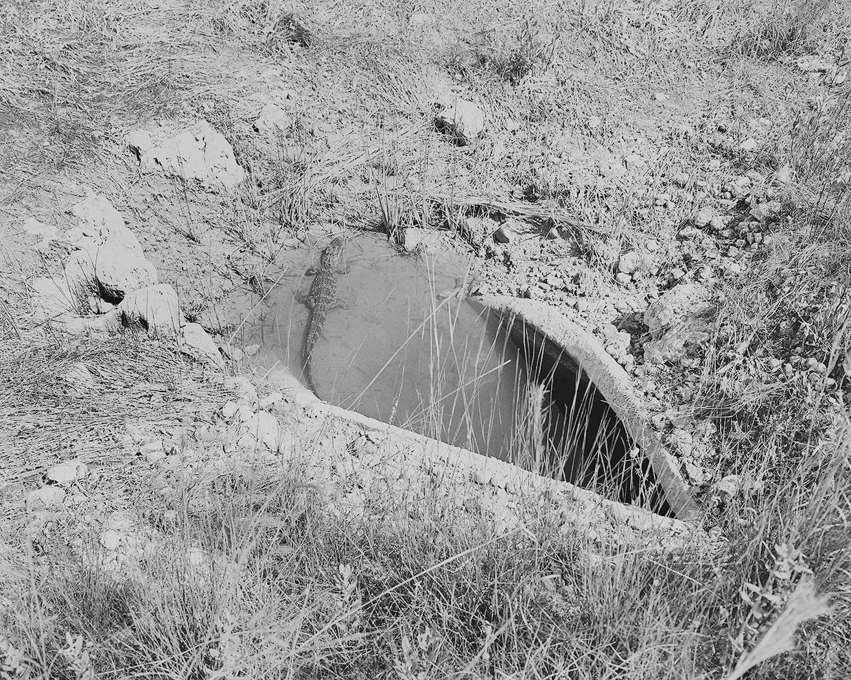alligator+in+culvert_2._WEB.jpg