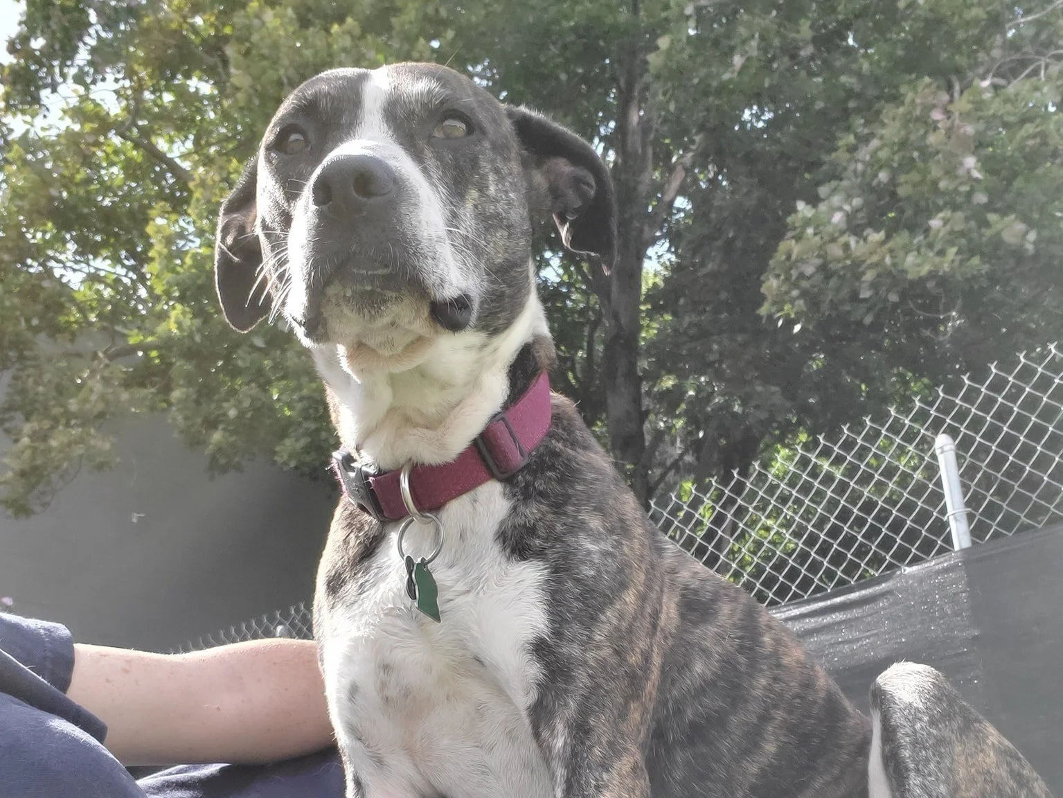 memorial-paws-in-play-canton