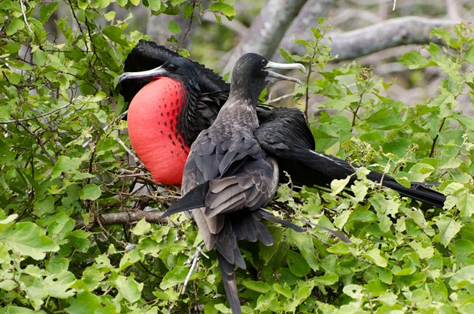 Frigate Birds Mating