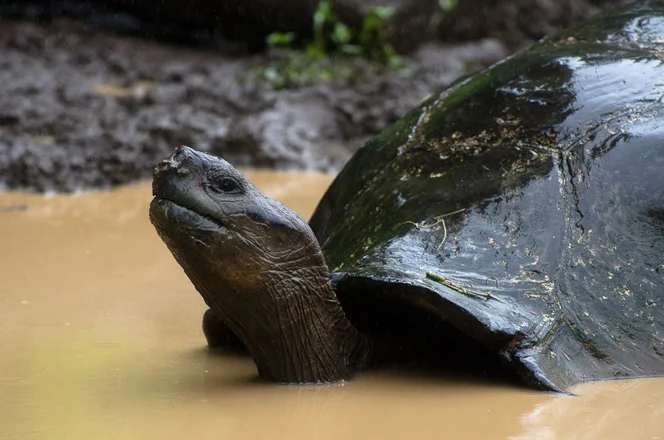 Tortoise