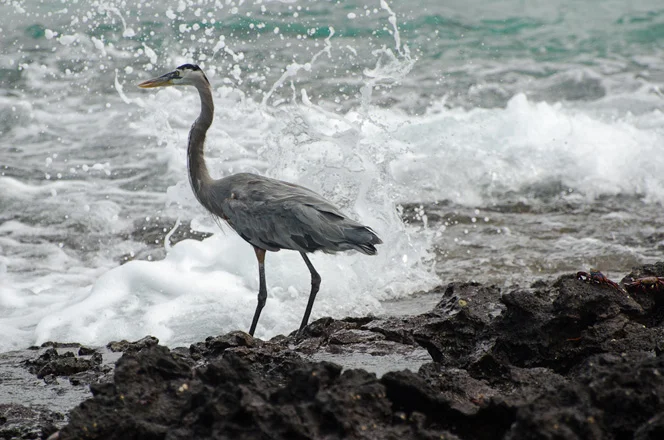Blue Heron