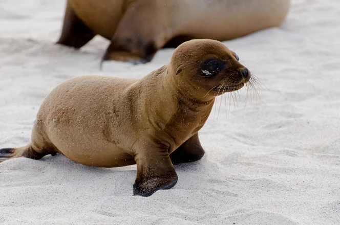 Baby Seal (pup)