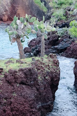 26_twincactus_rt.jpg