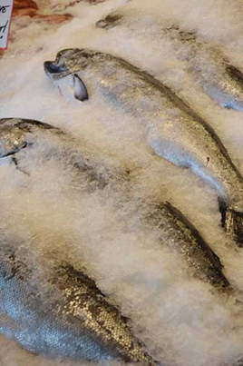 Fresh Fish