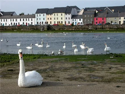 galway_corrib_rt_440.JPG