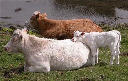 cows_cropped_440.JPG