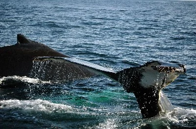 humpback_fluke_dosal_rt.jpg