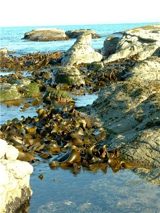 kaikoura_bullkelp2_320.JPG