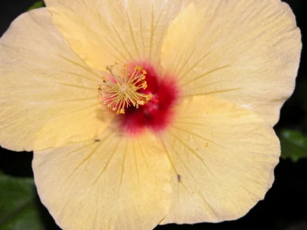 hibiscus_yellow_440.jpg