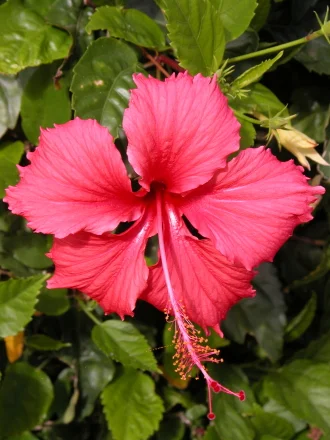 hibiscus_red_440.jpg