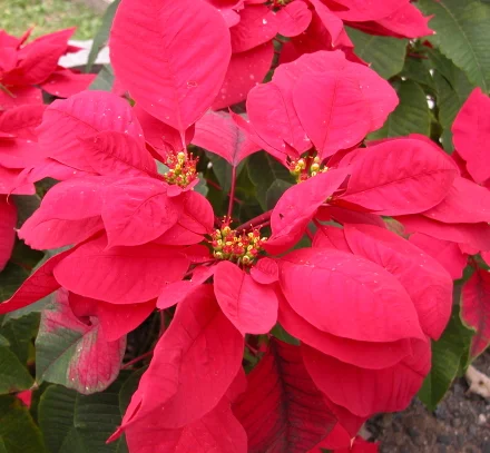 poinsetta_wild_440.jpg