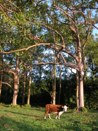 rainbow_trees_cow_440.jpg