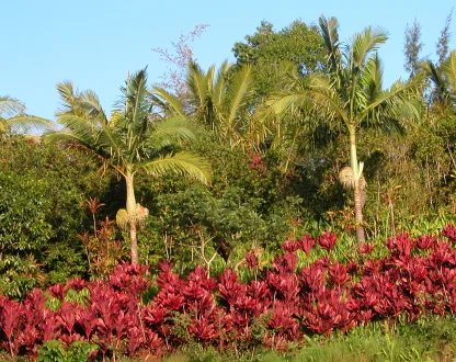 red_bushes_coconut_440.jpg