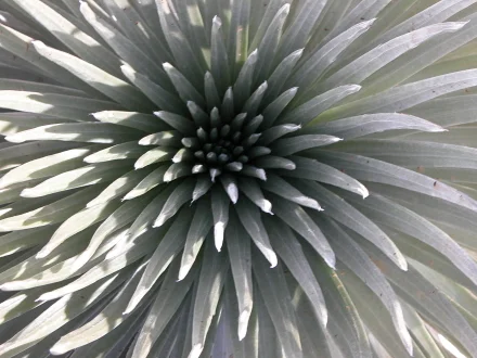 silversword_440.jpg