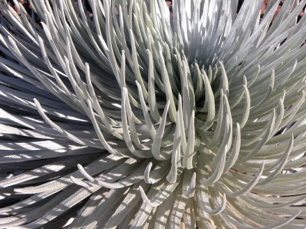 silversword_profile_440.jpg